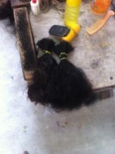 REMY VIRGIN HUMAN HAIRS