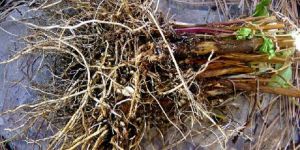 Valerian Root Essential Oil