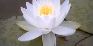 White Lotus Floral Absolute Oil