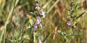 Winter Savory Essential Oil