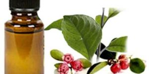 Wintergreen Essential Oil