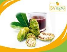Morinda Citrifolia (Noni) High Quality Juice