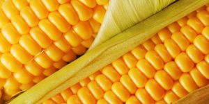 Maize