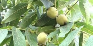 Kashmiri Walnuts