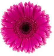 Fresh Shocking Pink Fiery Gerbera