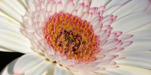 Fresh White Fiery Gerbera