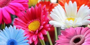 Gerbera Flower