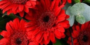 High Quality Red Fiery Gerbera
