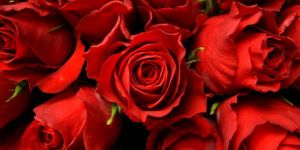 High Quality Red Rose