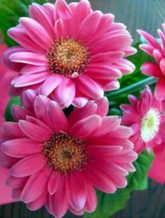 High Quality Shocking Pink Fiery Gerbera