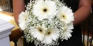 High Quality White Fiery Gerbera