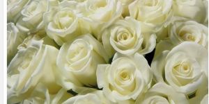High Quality White Rose