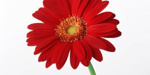 Natural Red Fiery Gerbera