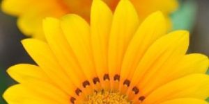Natural Sunny Yellow Fiery Gerbera
