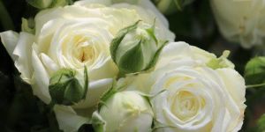 Natural White Rose