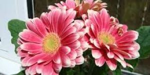 Organic Baby Pink Fiery Gerbera