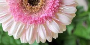 Organic White Fiery Gerbera