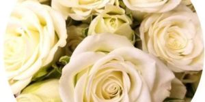 Organic White Rose