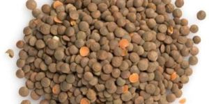 Whole Red Lentils