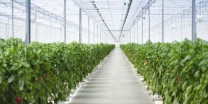 Greenhouse Installation And Technology Service