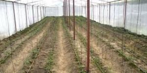 Polyhouse Installation And Technology Service