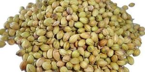 Raw Coriander Seeds