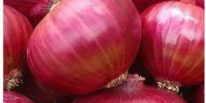 Big Red Onion