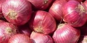 Medium Red Onion