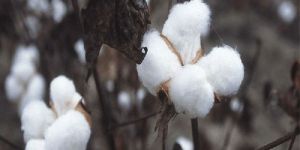 Cotton Fibre