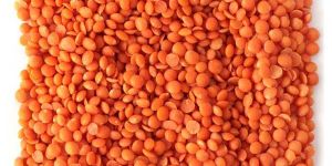Red Lentil