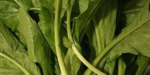Fresh Green Mustard Leaves