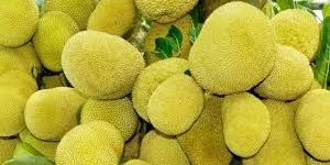 Fresh Jackfruit