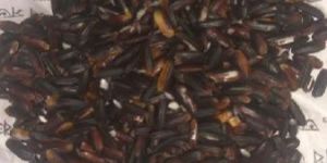 Black Rice
