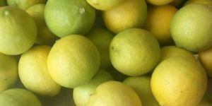 Fresh Yellow Lemon