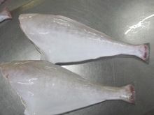 Leather Jacket Fish HGT