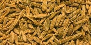 Cumin Seed