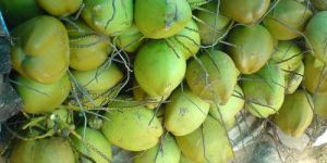 Fresh Tender Coconut
