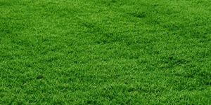 Natural Lawn Grass