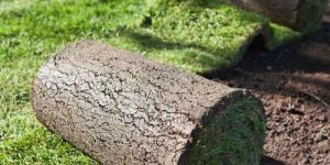 Natural Lawn Grass Carpet