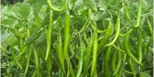 Fresh Hybrid Green Chilli