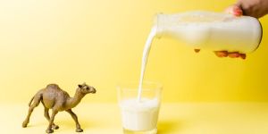 Natural Camel Milk