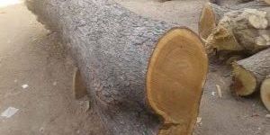 Neem Wood Logs