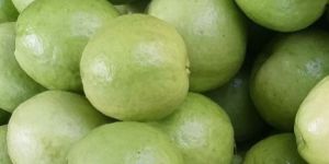 Guava