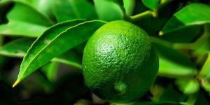 Kaffir Lime