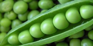 Fresh Peas