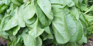 Spinach