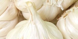 Organic Fresh Garlic