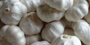 White Fresh Garlic