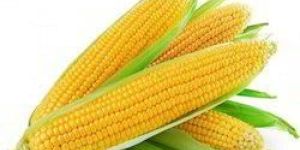 Yellow Sweet Corn