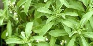 Stevia Leaves